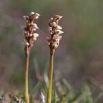 Paarse bloemen van Neotinea maculata in natuurlijke omgeving.