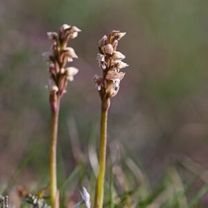 Paarse bloemen van Neotinea maculata in natuurlijke omgeving.