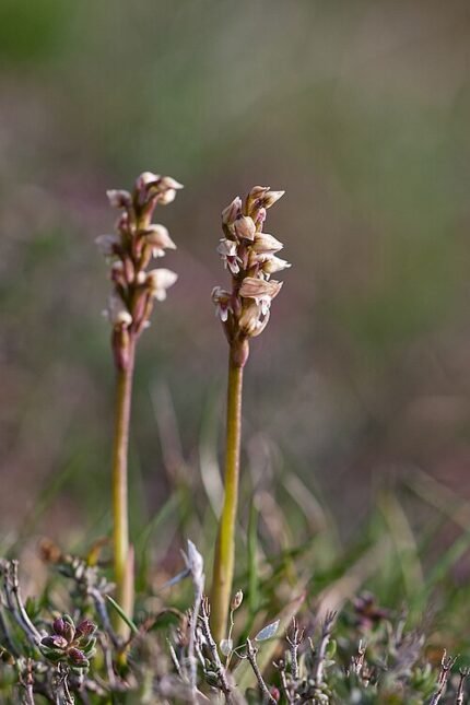 Paarse bloemen van Neotinea maculata in natuurlijke omgeving.