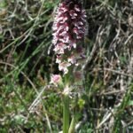 Paarse bloemen van Neotinea ustulata orchidee op groen blad.