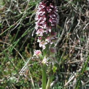 Paarse bloemen van Neotinea ustulata orchidee op groen blad.