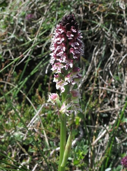 Paarse bloemen van Neotinea ustulata orchidee op groen blad.