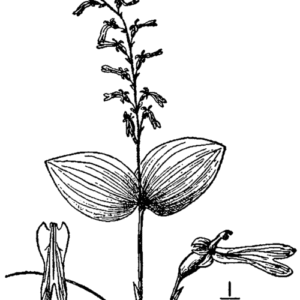 Bloeiende Neottia auriculata orchidee in natuurlijke omgeving.