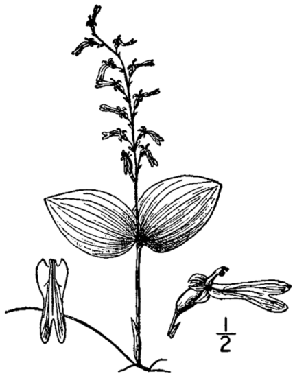 Bloeiende Neottia auriculata orchidee in natuurlijke omgeving.