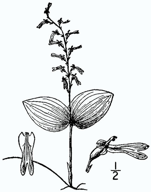 Bloeiende Neottia auriculata orchidee in natuurlijke omgeving.