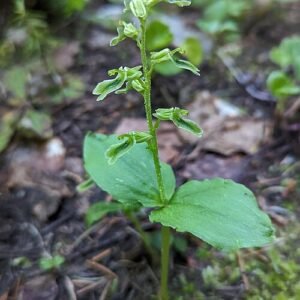 Neottia borealis orchidee bloem close-up.