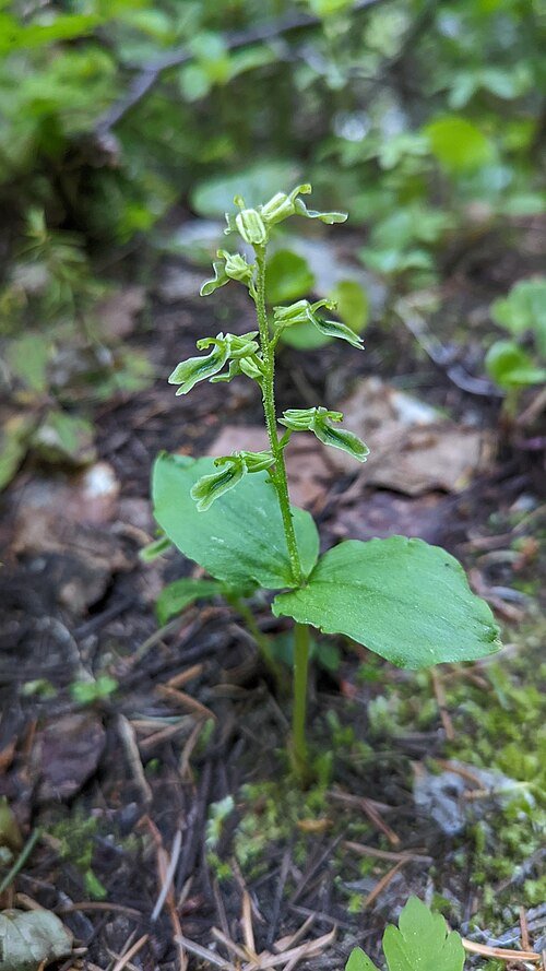 Neottia borealis orchidee bloem close-up.