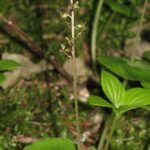 Kleine keverorchis in paarse bloei op kleigrond.