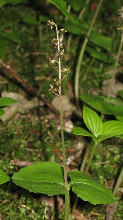 Kleine keverorchis in paarse bloei op kleigrond.