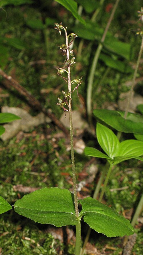 Kleine keverorchis in paarse bloei op kleigrond.