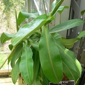 Nepenthes 'Ted Payne' carnivore plant met levendige rode en groene kruikvormige vallen op lange ranken.