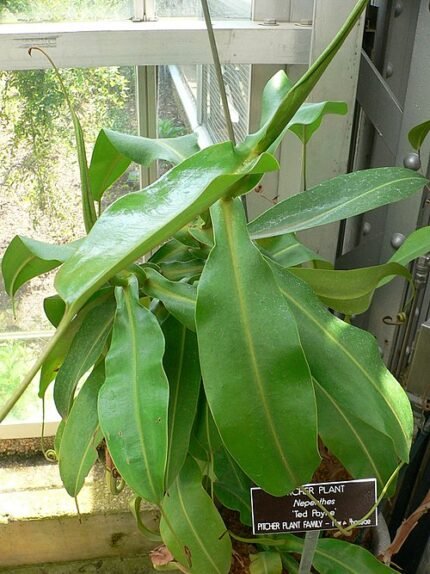 Nepenthes 'Ted Payne' carnivore plant met levendige rode en groene kruikvormige vallen op lange ranken.