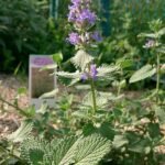 Grijs kattenkruid plant met zilverachtige bladeren en paarse bloemen.