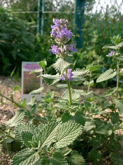 Grijs kattenkruid plant met zilverachtige bladeren en paarse bloemen.