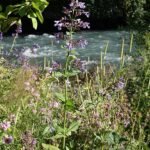Kattekruid bloemen in volle bloei, paarse bloemblaadjes op groene stengels.