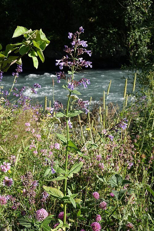 Kattekruid bloemen in volle bloei, paarse bloemblaadjes op groene stengels.