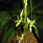 Purple Nervilia aragoana orchid flower on green leaf.