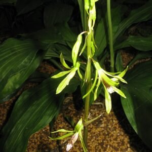 Purple Nervilia aragoana orchid flower on green leaf.