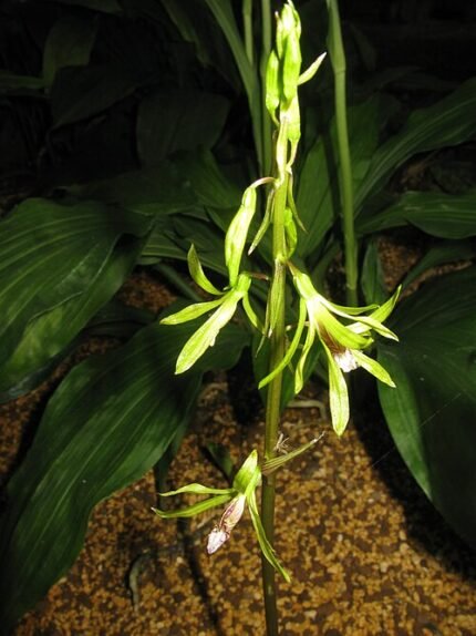 Purple Nervilia aragoana orchid flower on green leaf.