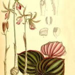 Nervilieae orchidee met groene bladeren en delicate bloem op kleigrond.