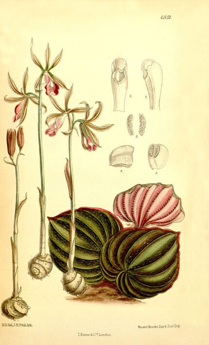 Nervilieae orchidee met groene bladeren en delicate bloem op kleigrond.