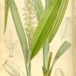 Bloeiende Neuwiedia griffithii orchidee met gele en rode bloemen.