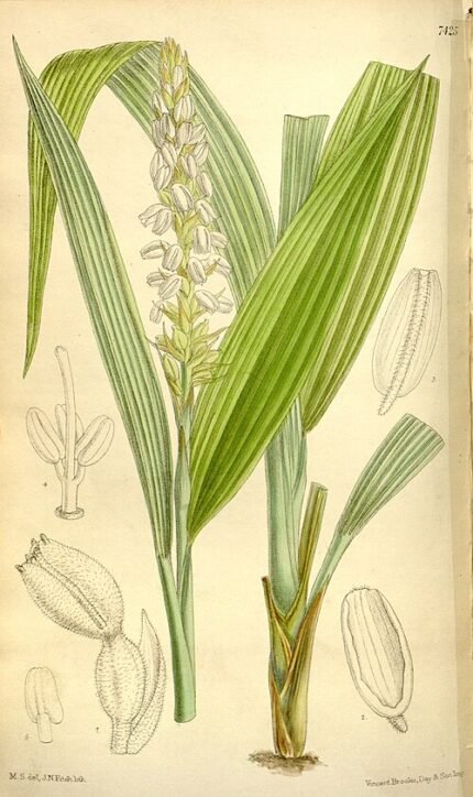 Bloeiende Neuwiedia griffithii orchidee met gele en rode bloemen.