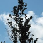 Close-up van Ulmus 'New Horizon' boom met bladverlies, op GFF 2009.