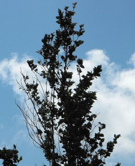 Close-up van Ulmus 'New Horizon' boom met bladverlies, op GFF 2009.