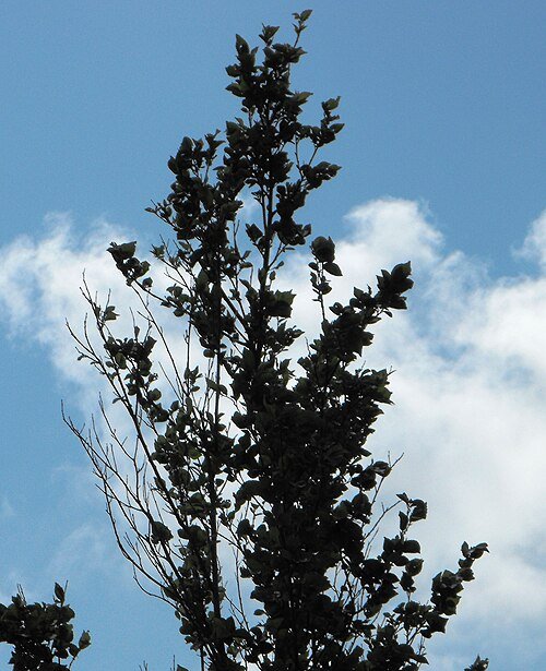 Close-up van Ulmus 'New Horizon' boom met bladverlies, op GFF 2009.