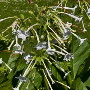 Nicotiana sylvestris bloemen in botanische tuin, Tallinn, Estland.
