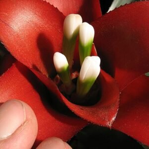 Nidularium innocentii kamerplant met rode bloemen in pot.