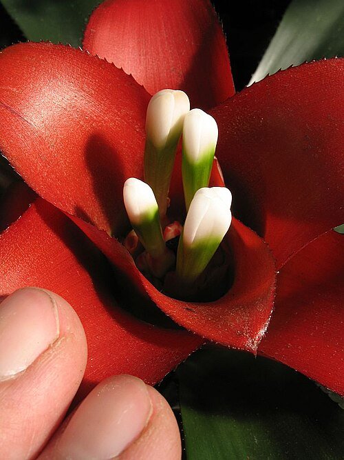 Nidularium innocentii kamerplant met rode bloemen in pot.