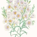 Nierembergia scoparia met paarse bloemen en groene bladeren.