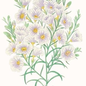 Nierembergia scoparia met paarse bloemen en groene bladeren.