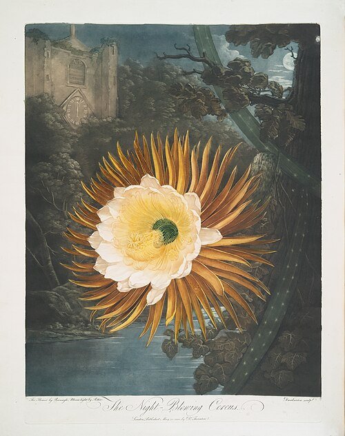 Witte bloem van Koningin van de nacht cactus in volle bloei.