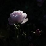 Blush Noisette rose with soft pink petals and green leaves on light background.