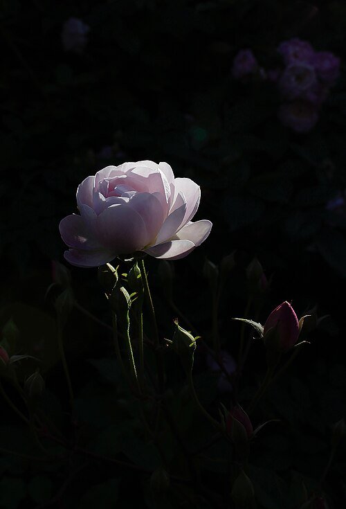 Blush Noisette rose with soft pink petals and green leaves on light background.