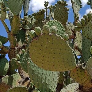 Opuntia hyptiacantha, groene cactus met platte ovale bladeren en gele bloemen.