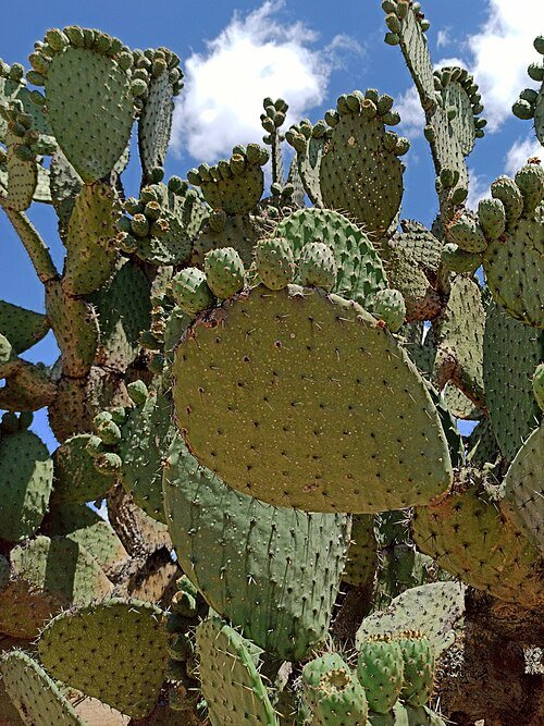 Opuntia hyptiacantha, groene cactus met platte ovale bladeren en gele bloemen.