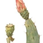 Opuntia auberi plant met platte groene stengels en gele bloemen.