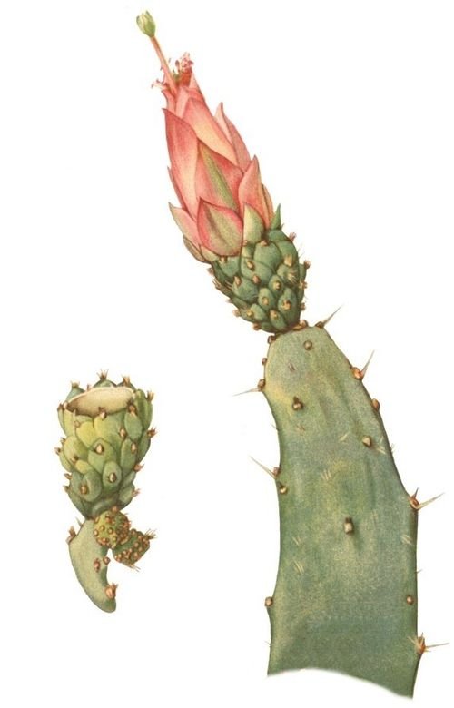 Opuntia auberi plant met platte groene stengels en gele bloemen.