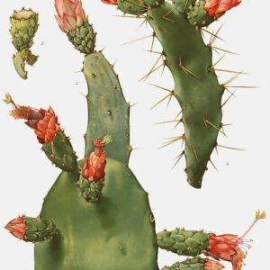 Opuntia dejecta cactus met platte groene pads en scherpe stekels in woestijnlandschap.