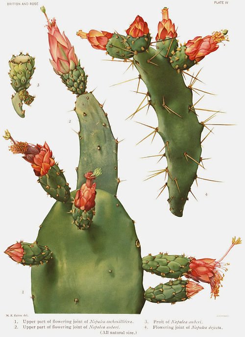 Opuntia dejecta cactus met platte groene pads en scherpe stekels in woestijnlandschap.