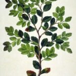 Nothofagus betuloides boom met groene bladeren in natuurlijke omgeving.