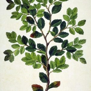 Nothofagus betuloides boom met groene bladeren in natuurlijke omgeving.