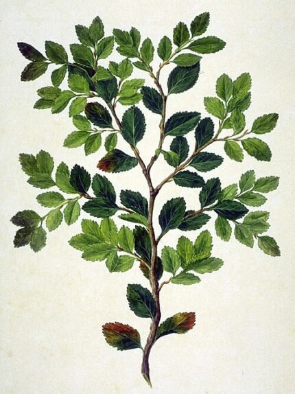 Nothofagus betuloides boom met groene bladeren in natuurlijke omgeving.