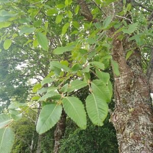 Nothofagus alpina boom met groene bladeren in de natuur.