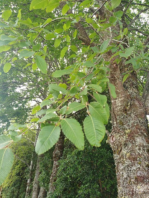 Nothofagus alpina boom met groene bladeren in de natuur.