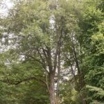 Nothofagus fusca boom met groene bladeren in Christchurch Botanische Tuinen.